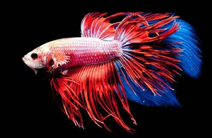 Cho Cá Betta Ăn Thịt Bò