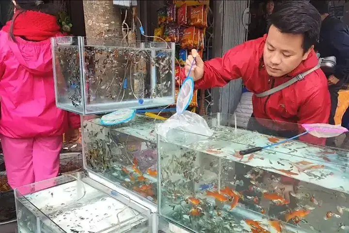 Chợ Cá Cảnh Hải Phòng Chợ Cá Cảnh Hải Phòng