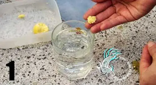Cho Cá Con Ăn Lòng Đỏ Trứng Cho Cá Con Ăn Lòng Đỏ Trứng