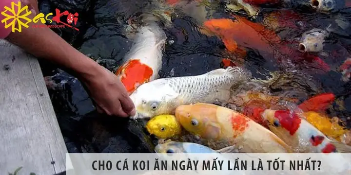 Cho Cá Koi Ăn Ngày Mấy Lần