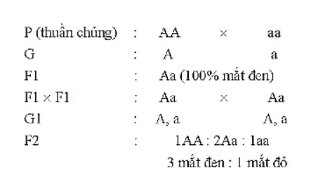 Cho Hai Giống Cá Kiếm Mắt Đen Thuần Chủng Cho Hai Giống Cá Kiếm Mắt Đen Thuần Chủng