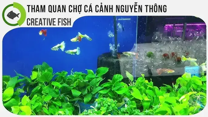 Chợ Tốt Bể Cá Cảnh Chợ Tốt Bể Cá Cảnh