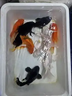 Chợ Tốt Cá Cảnh Tphcm