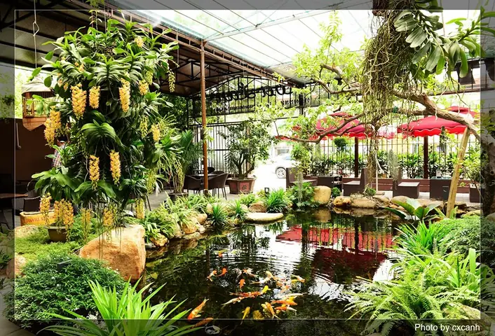 Chơi Cá Dưỡng Tâm Chơi Cây Dưỡng Thần