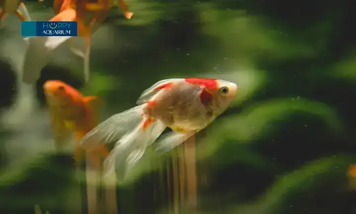 Chữa Nấm Cá Bằng Muối