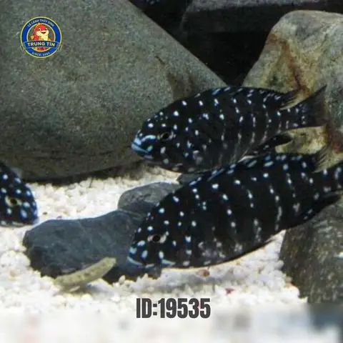 Cichlid Là Cá Gì