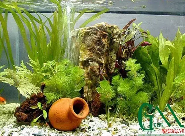 Có Nên Bỏ Sỏi Vào Hồ Cá