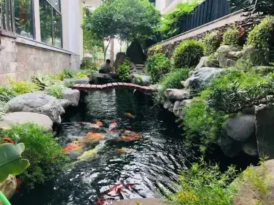 Có Nên Rải Sỏi Trong Hồ Cá Koi