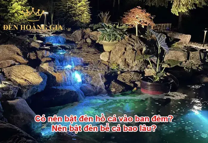 Có Nên Tắt Đèn Cho Cá Ngủ Có Nên Tắt Đèn Cho Cá Ngủ