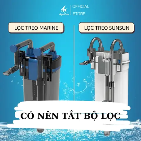 Có Nên Tắt Lọc Hồ Cá Vào Ban Đêm