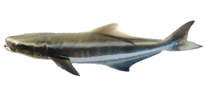 Cobia Là Cá Gì
