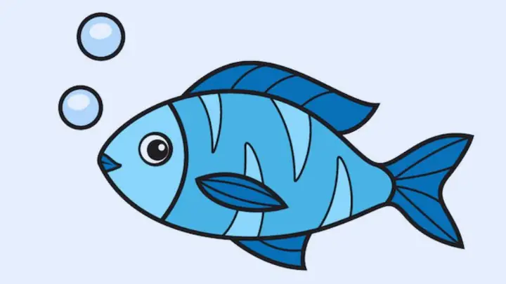 Con Cá Có Màu Con Cá Có Màu
