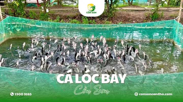Con Cá Lóc Con Cá Lóc