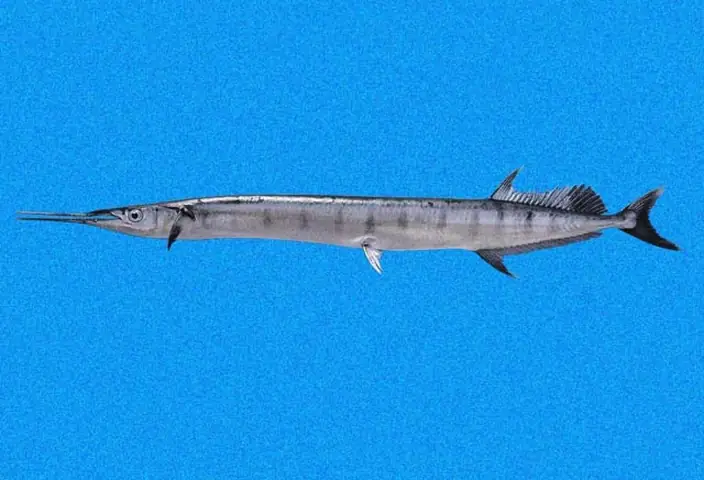 Con Cá Mỏ Nhọn