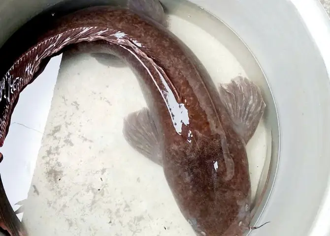Con Cá Sổng Là Con Cá To Con Cá Sổng Là Con Cá To