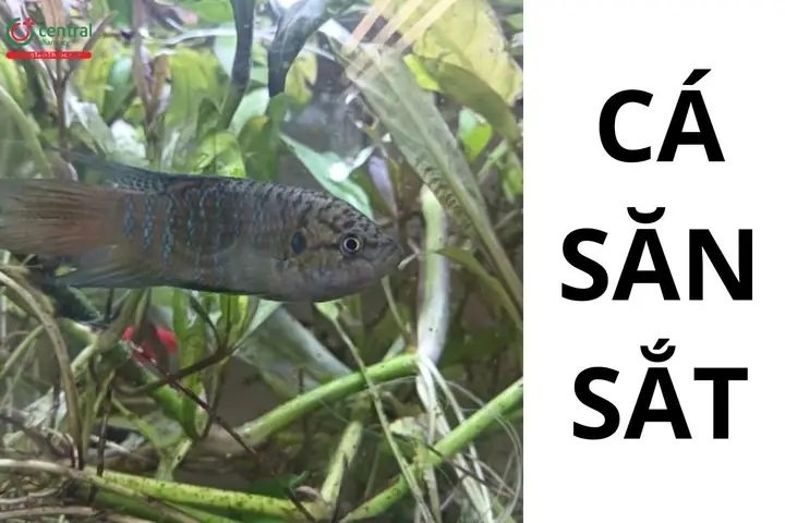 Con Săn Sắt Là Cá Gì