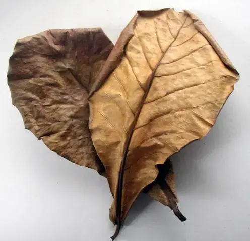 Công Dụng Lá Bàng Cho Cá