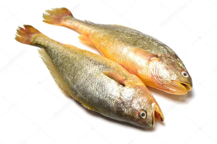 Croaker Là Cá Gì Croaker Là Cá Gì