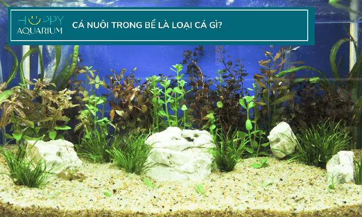 Cửa Hàng Bán Thức Ăn Cho Cá Cửa Hàng Bán Thức Ăn Cho Cá