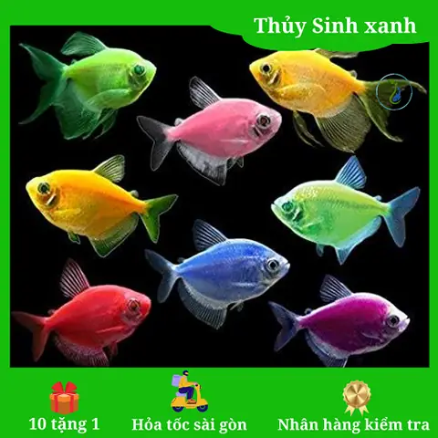 Cửa Hàng Bể Cá Cảnh Thủy Cung Xanh Cửa Hàng Bể Cá Cảnh Thủy Cung Xanh