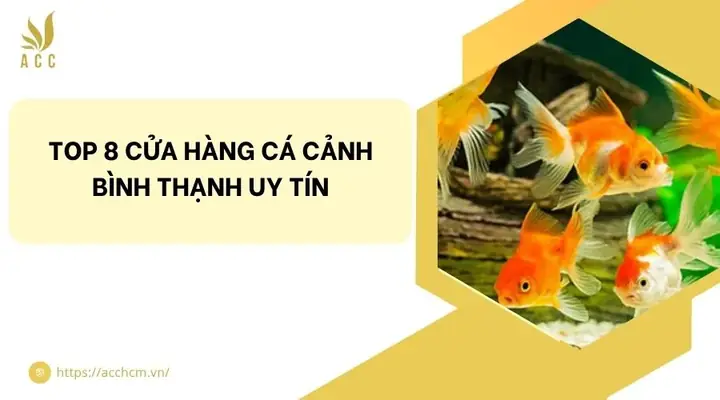 Cửa Hàng Cá Cảnh Bình Thạnh Cửa Hàng Cá Cảnh Bình Thạnh
