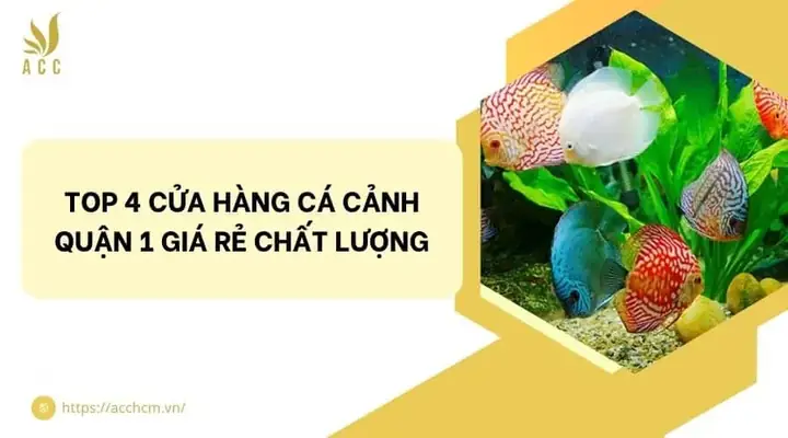 Cửa Hàng Cá Cảnh Giá Rẻ