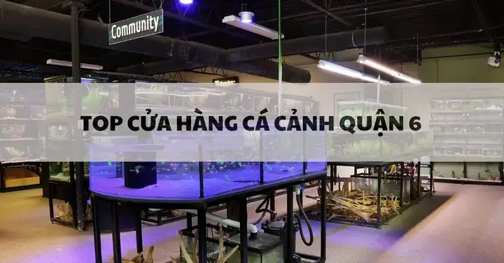 Cửa Hàng Cá Cảnh Lucky