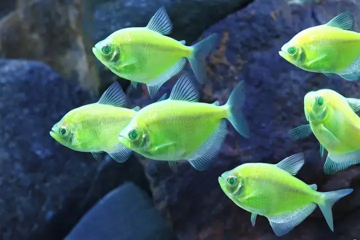 Cửa Hàng Cá Cảnh Phúc Long