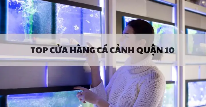 Cửa Hàng Cá Cảnh Quận 10