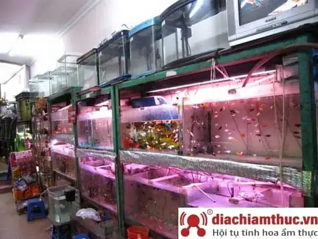 Cửa Hàng Cá Cảnh Tân Phú