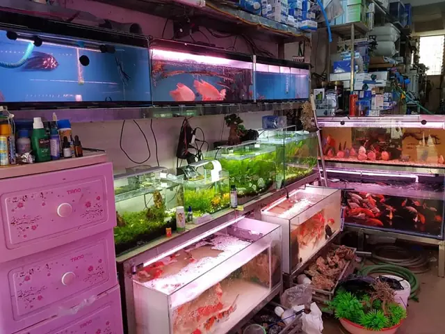 Cửa Hàng Cá Rồng