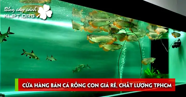 Cửa Hàng Cá Rồng Tphcm Cửa Hàng Cá Rồng Tphcm