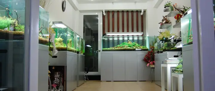 Cửa Hàng Hồ Cá Thủy Sinh Lâm Kim Chi