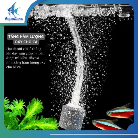 Cục Sủi Bể Cá Cục Sủi Bể Cá