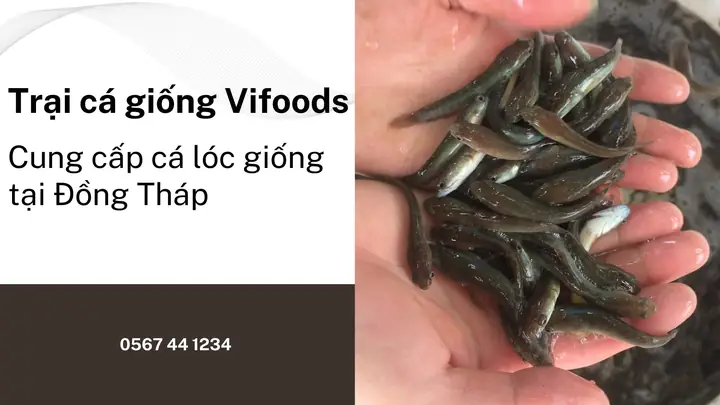 Cung Cấp Cá Giống