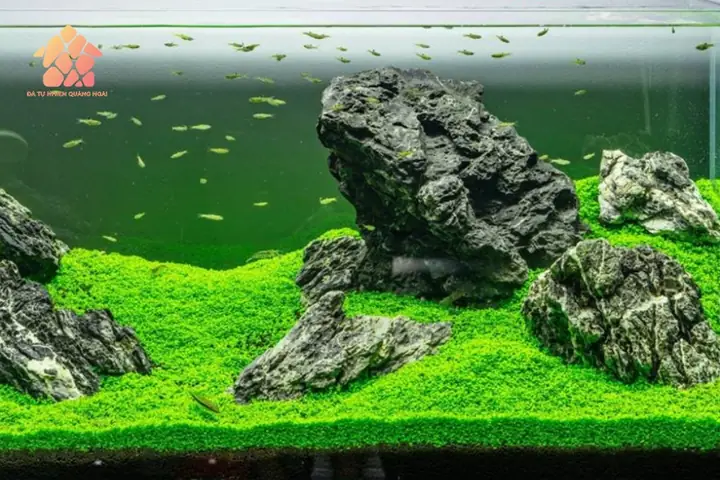Đá Để Hồ Cá