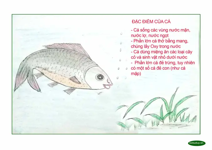 Đặc Điểm Của Con Cá Đặc Điểm Của Con Cá