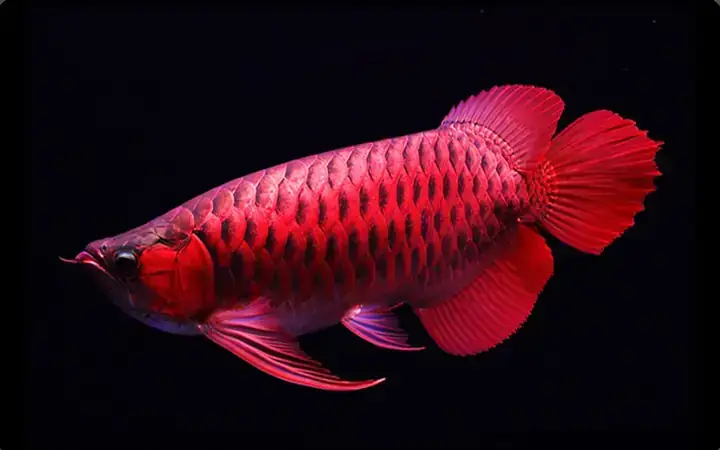 Dế Đông Lạnh Cho Cá Rồng
