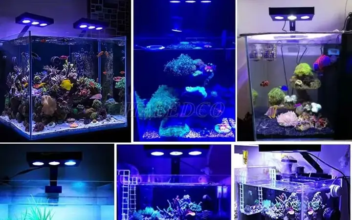 Đèn Cho Hồ Cá Nước Mặn