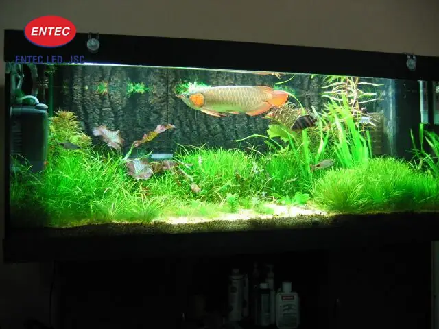 Đèn Led Dây Cho Hồ Cá
