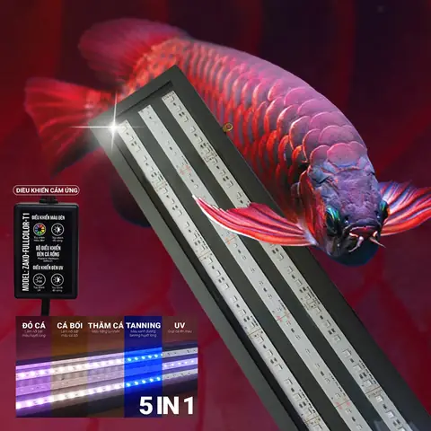 Đèn Led Hồ Cá Rồng Đèn Led Hồ Cá Rồng