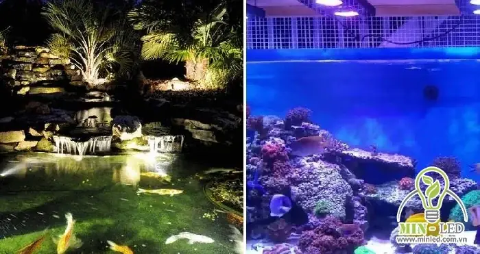 Đèn Trang Trí Bể Cá Ngoài Trời