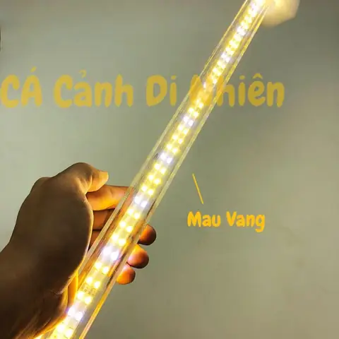 Đèn Vàng Cho Cá Rồng