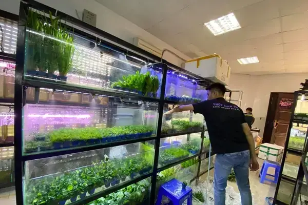 Địa Chỉ Bán Cá 7 Màu Đẹp Ở Hà Nội
