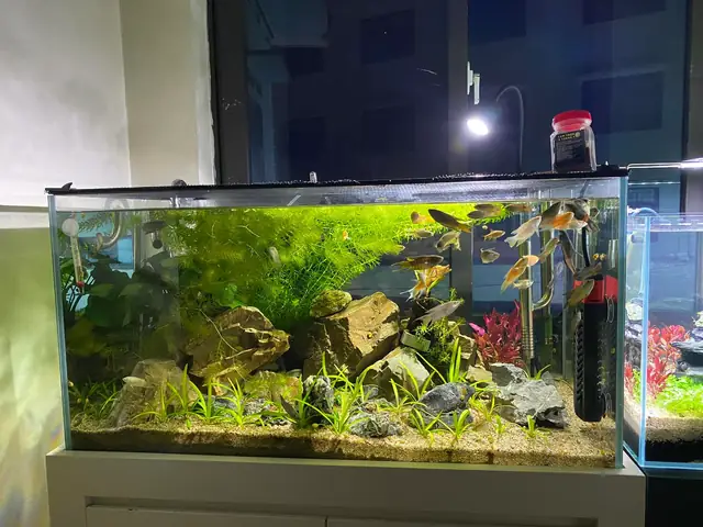 Địa Chỉ Bán Cá Cờ Ở Hà Nội