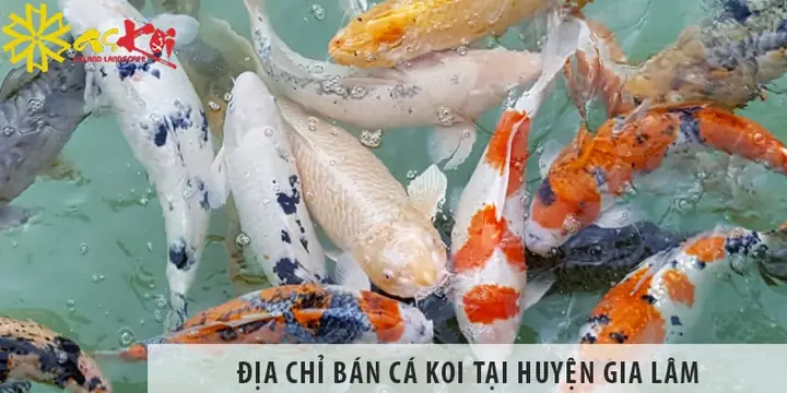 Địa Chỉ Bán Cá Koi