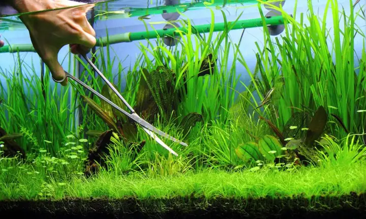Dịch Vụ Vệ Sinh Bể Cá