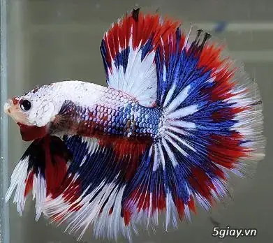 Diễn Đàn Cá Betta Diễn Đàn Cá Betta