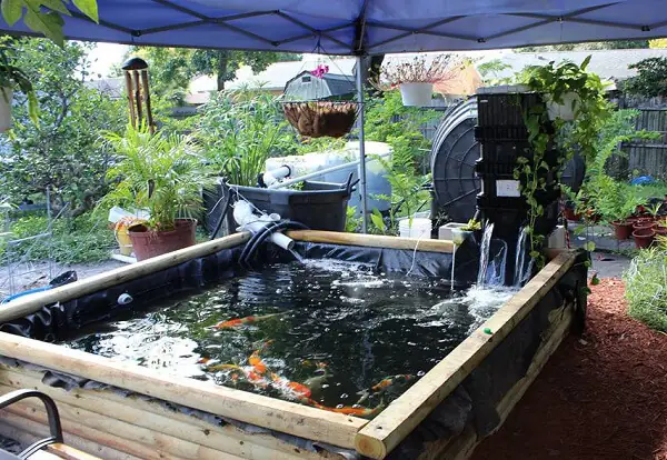 Diện Tích Nuôi Cá Koi Diện Tích Nuôi Cá Koi