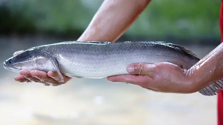 Dinh Dưỡng Trong Cá Lóc